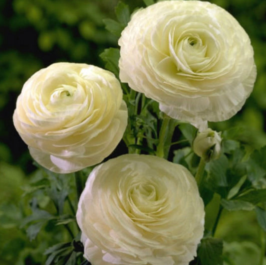 Growing ranunculus in Connecticut