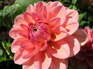 The Ultimate Guide to Planting Dahlia Tubers in Spring for Abundant Summer Blooms