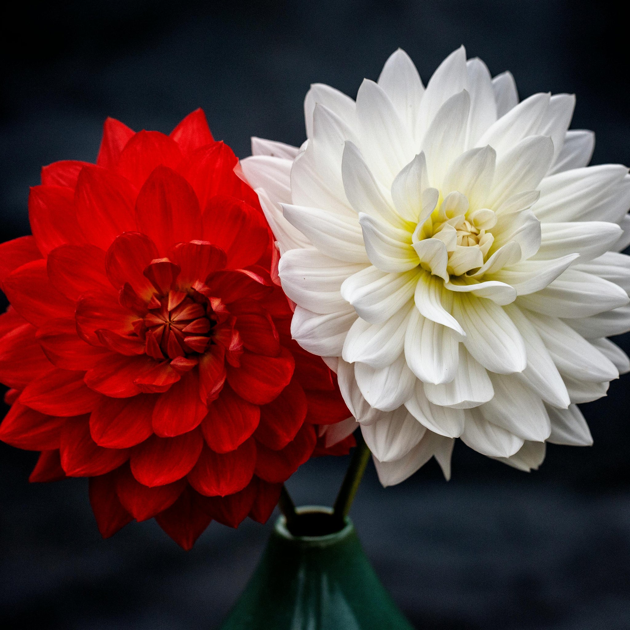 The Secret Language of Flowers Expressing Emotions Through Every Bloom