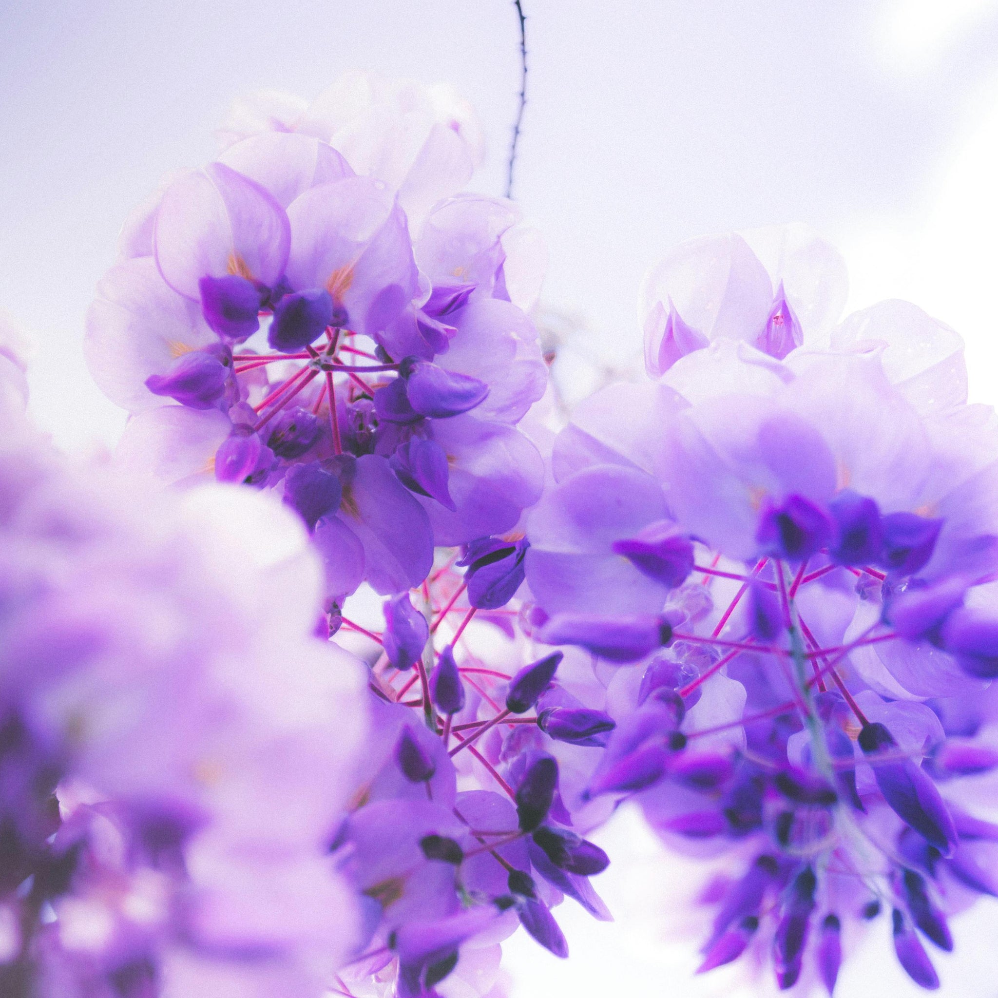 From Bud to Bloom The Journey of a Peony at October Hill Flowers