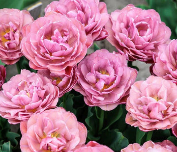 Pre Order Fall 2026 Shipping- ‘Beachberry’ 10 Pack Tulip Bulbs