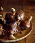 Pre Order Fall 2026 Shipping- ‘Beachberry’ 10 Pack Tulip Bulbs