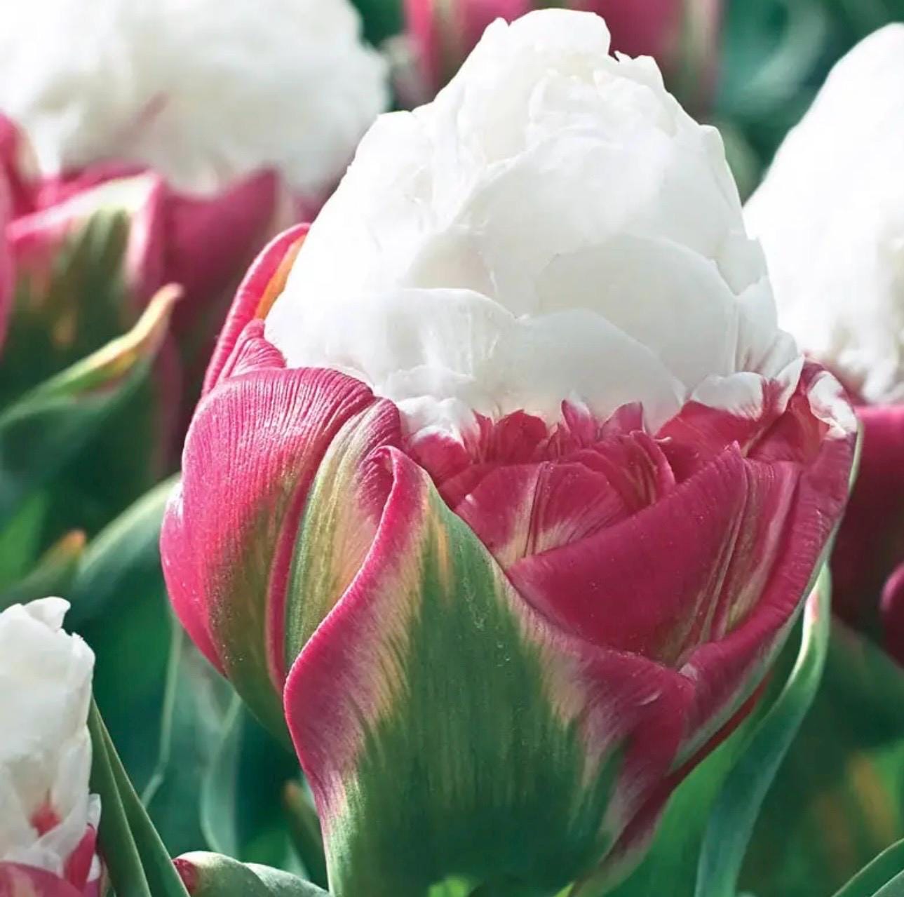 Pre Order Fall 2026 Shipping- Ice Cream Tulip 10 Pack