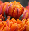 Pre Order Fall 2026 Shipping- Orange Princess 10 Pack