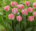 Pre Order Fall 2026 Shipping- ‘Ranomi’ 10 Pack Tulip Bulbs