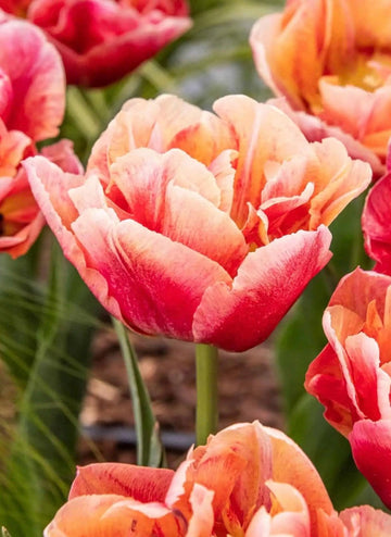 Pre Order Fall 2026 Shipping- ‘Verona Sunrise’ 10 Pack Tulip Bulbs