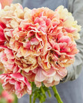 Pre Order Fall 2026 Shipping- ‘Verona Sunrise’ 10 Pack Tulip Bulbs