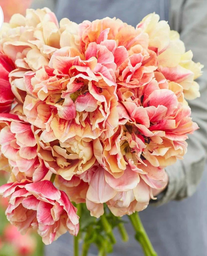 Pre Order Fall 2026 Shipping- ‘Verona Sunrise’ 10 Pack Tulip Bulbs