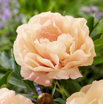 PRE ORDER Fall 2026 Shipping: Canary Brilliants Peony Itoh