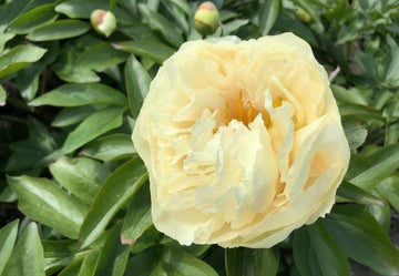 PRE ORDER Ships Fall 2026: Sunny Girl Peony Root