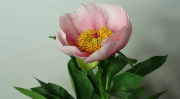 PRE ORDER Ships Fall 2026: Soft Salmon Saucer Peony Root
