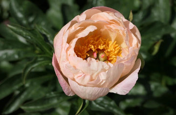 PRE ORDER Ships Fall 2026: Kings Day Peony Root