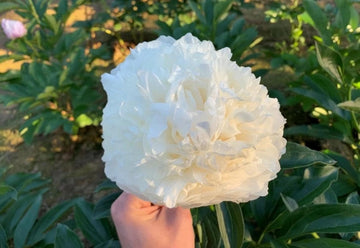 PRE ORDER Ships Fall 2026: Bowl of cream Peony Root