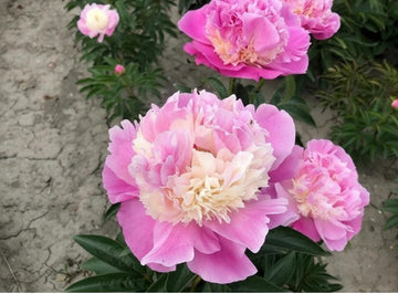 PRE ORDER Fall 2026 Shipping: She’s my star Peony Root