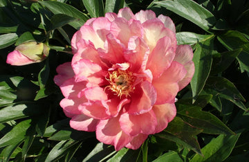 PRE ORDER Fall 2026 Shipping: Scrumdidleumptious Peony Root