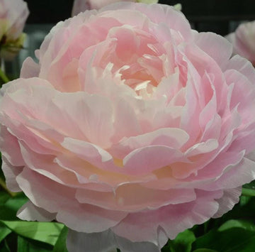 PRE ORDER Ships Fall 2026: Nancy Nora Peony Root