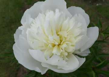 PRE ORDER Ships Fall 2026: Duchesse de Nemours Peony Root