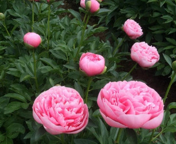 PRE ORDER Fall 2026 Shipping: Etched Salmon Peony Root