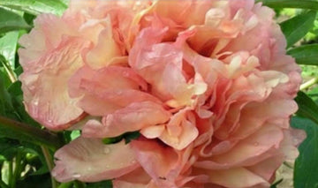 PRE ORDER Fall 2026 Shipping: Dans Du Feu Peony Root