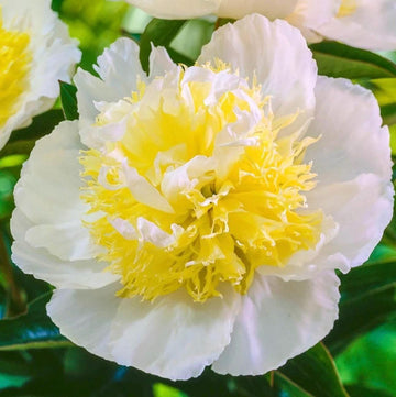 PRE ORDER Fall 2026 Shipping: Honey Gold Peony Root