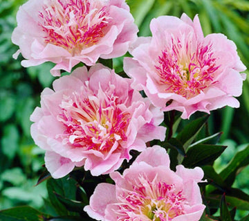PRE ORDER Fall 2026 Shipping: Do Tell Peony Root