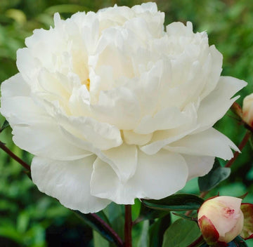 PRE ORDER Fall 2026 Shipping: Gardenia