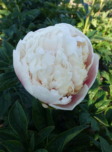 PRE ORDER Fall 2026 Shipping: Colonel Owen Cousins Peony Root