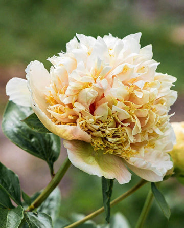 PRE ORDER Fall 2026 Shipping: Quitzin Peony Root