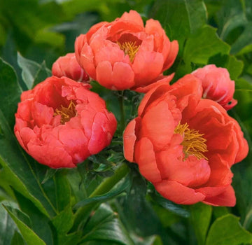 PRE ORDER Fall 2026 Shipping: Coral Magic Peony Root