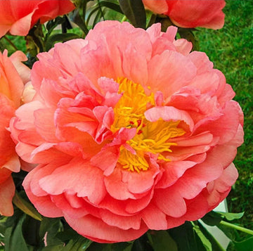 PRE ORDER Fall 2026 Shipping: Coral Sunset Peony Root