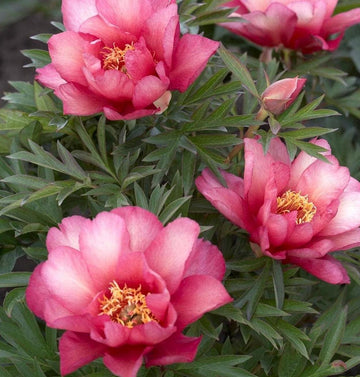 PRE ORDER Fall 2026 Shipping: Julia Rose Peony Root