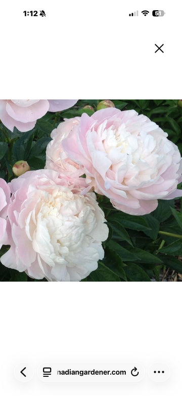 PRE ORDER Fall 2026 Shipping: Odile Peony Root