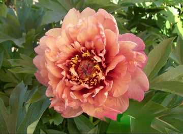 PRE ORDER Fall 2026 Shipping: Oochigeas Peony Root