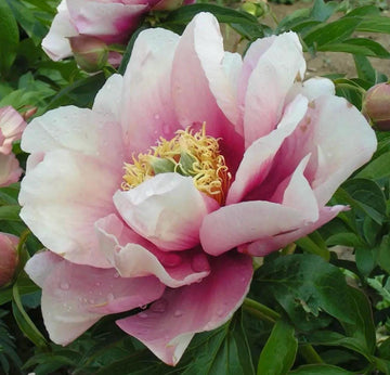 PRE ORDER Fall 2026 Shipping: Pastel Splendor Peony Root