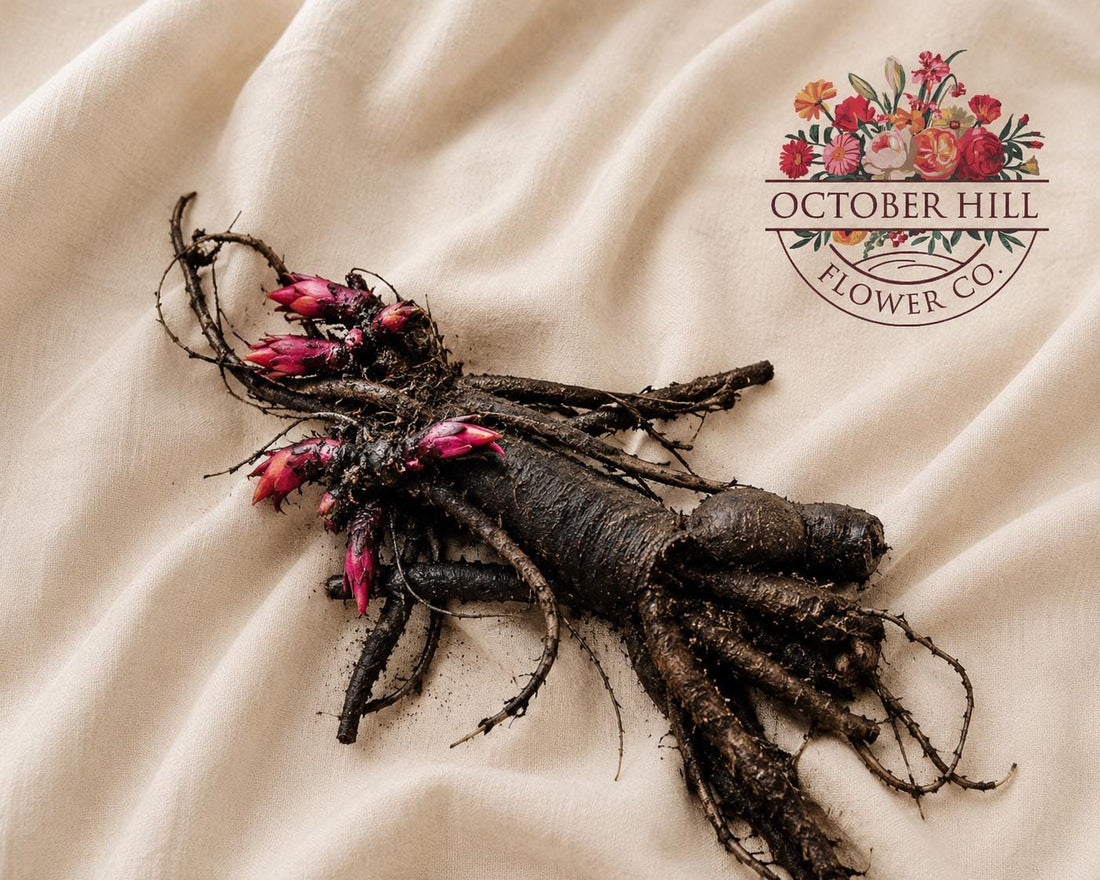 PRE ORDER Fall 2026 Shipping: She’s my star Peony Root